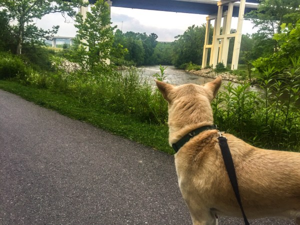 dog at Cuyahoga valley park
