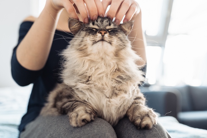 Caring for Our Pets Is Changing. Here’s What That Means for Pet Parents.