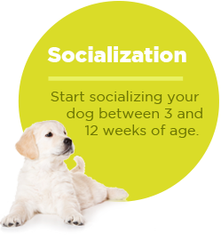 pullquote-puppy-socialization